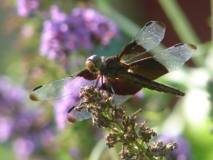 Dragonflies rest with their wings spread open.