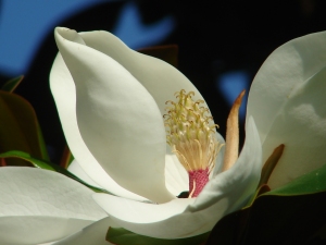 Magnolias are some of Nik's favorite flowers.  They are incredibly complex, so there's no shortage of variations!