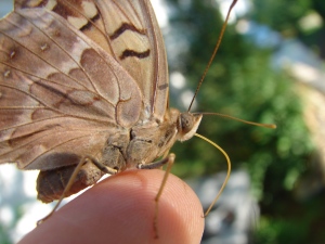 This Hackberry Emperor likes to lick the sweat off your skin!